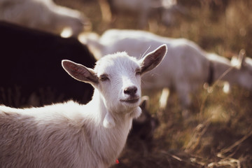 Obraz premium Cute goat in a field, close-up