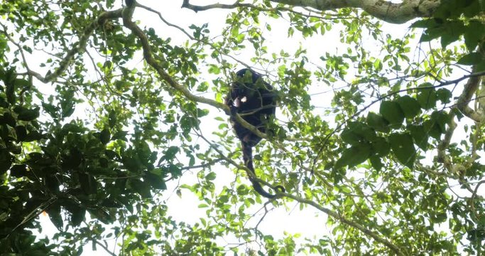 Howler monkey climbs branches