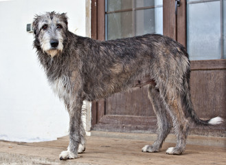 Dog breed  irish wolfhound  is standing near the door
