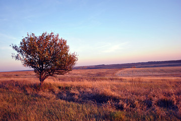 Beautiful evening landscape, purple-blue sky, lonely apple tree in grass meadow, hills with plowed field on horizon