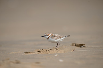 Malaysian plover is a small wader that nests on beaches and salt flats in Southeast Asia.