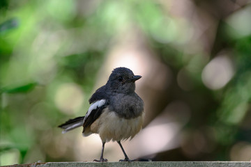 Oriental magpie-robin, they are common birds in urban gardens as well as forests.
