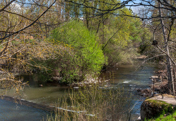 Riparian forest next to the river Manzanares, in El Pardo, Madrid, Spain