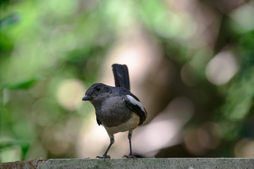 Oriental magpie-robin, they are common birds in urban gardens as well as forests.