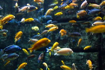 aquarium colourfull fishes in dark deep blue water. Selective focus