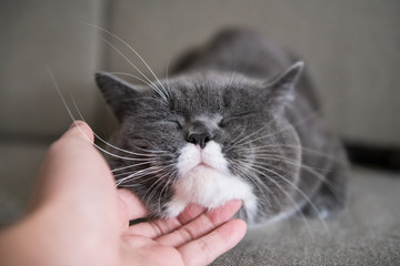 Scratch the cat's chin.