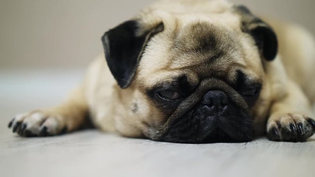 Close-up sad pug dog lies on the floor, falls asleep and looking at camera, tired nd lazy.