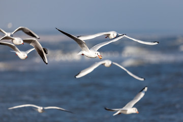 seagull in flight