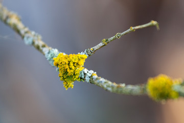 Naklejka premium branch of willow on background of blue sky
