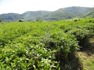 Fototapeta na wymiar Plantations of green tea bushes in the mountains of the Krasnodar Territory.
