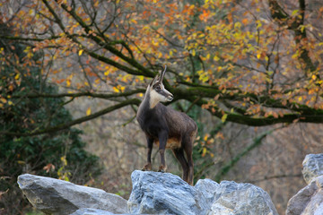 Alpen Gämse (Rupicapra rupicapra) 
