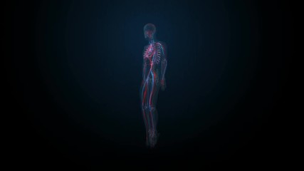 Rotating blood vessel in male body. blue x-ray, 4k animation. 