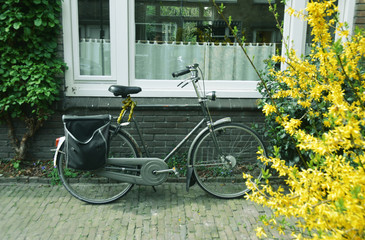 Fototapeta na wymiar Bici Olanda