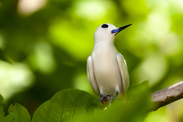 bird on a branch
