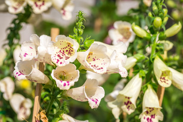 Digitalis Dalmatian Peach © chirawan_nt