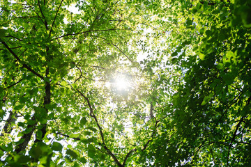 Sun Shining Through Green Leaves Of Trees