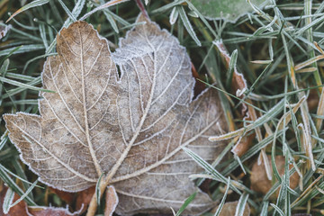 feuille