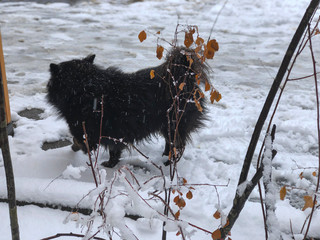 Snow lying on the road. Dog in the snow. The beginning of winter