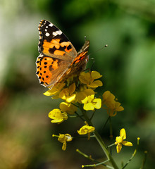 Painted lady butterfly