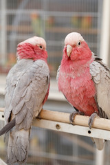 Cockatoos in Doha pet souq