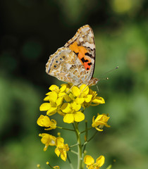 Painted lady wing markings