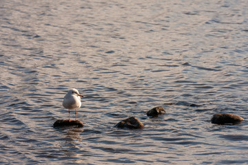Möwe auf einem Stein