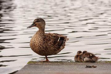 Enten - Familie