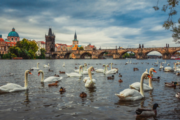 Fototapeta premium Prague of Charles Bridge in Prague with couple of swans in the foreground.