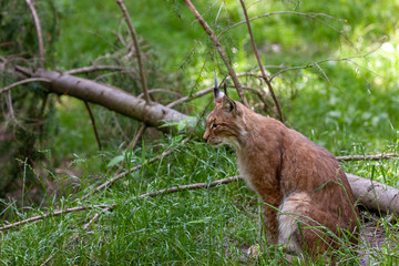 Luchs