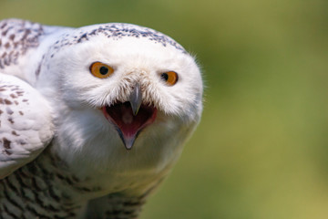 Schnee-Eule, Schneeeule