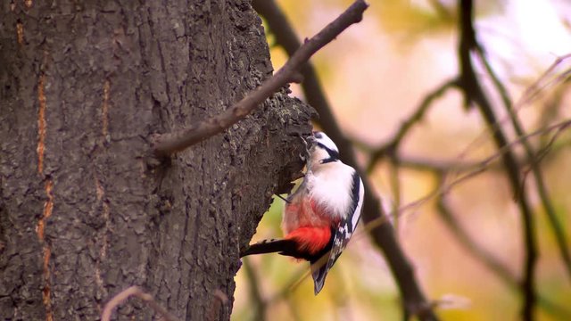 Close-up portrait of woodpecker on tree trunk battering the tree looking for pests on yellow natural background.
