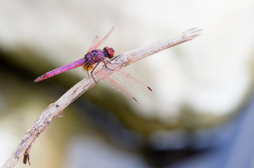 Cretan dragonfly Trithemis annulata