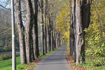 Ein Blick durch eine Baumallee