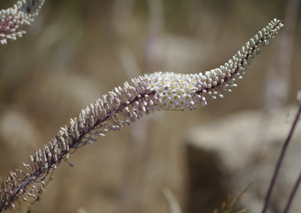 Sea squill in Crete