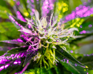 Medical marijuana plant in greenhouse. full spectrum lamp. cannabis bud background, trichomes. legalization in canada, usa and around the world.