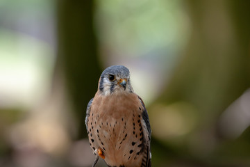 Falke