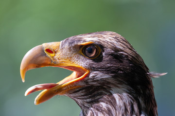 Junger Weißkopfseeadler