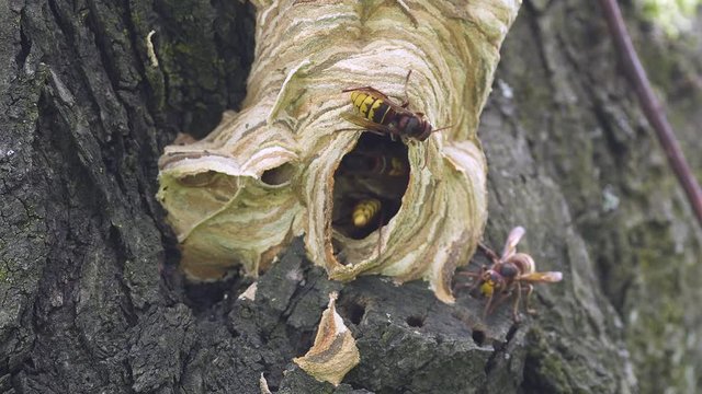 Giant hornets at the nest