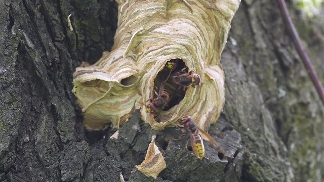Giant hornets at the nest