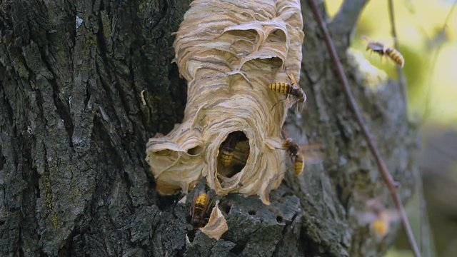 Giant hornets flying in slow motion