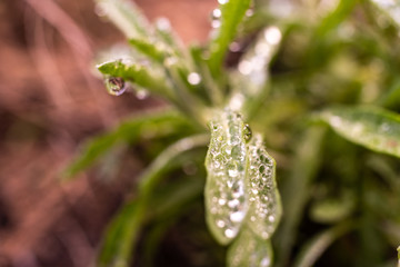 Drops of water from the dew on the leaves of a rosemary.