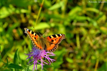 butterfly on flower
