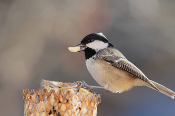 Coal tit sits on a feeding trough with peanuts in its beak ..