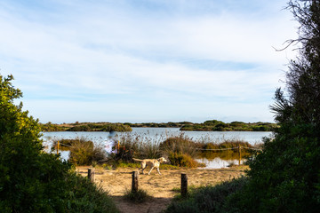 Dog walking by the Gavines lake, near a beach in Valencia, spain