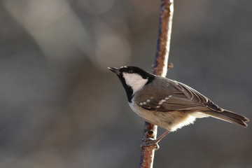 Obraz premium Coal tit on the branch all in attention, watchfully looks up ...