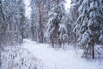 Fototapeta premium Trasa narciarska w lesie