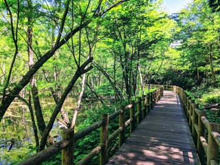 Fototapeta premium 美しい日本の景色 上高地