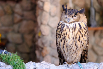 Owl stand on the rock and close it eye.