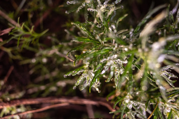Rosemary macro, Rosmarinus officinalis, covered with drops of dew