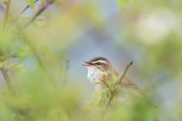 Warbler singing